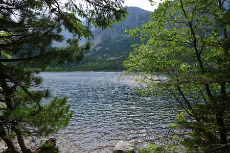 绿色树林河水摄影照片_浅浅的河水流过石头。山地景观