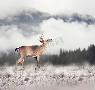 冬天的白尾鹿。白尾鹿 