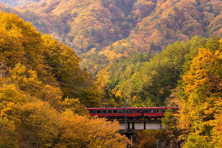 日本福岛，秋天的树叶和红色的火车通勤者。日本福岛红色火车通勤者