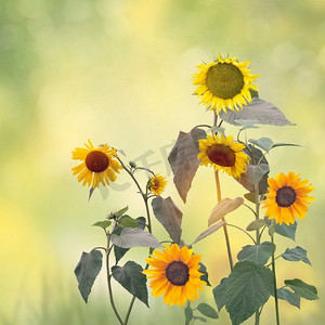 芽图片摄影照片_美丽的向日葵在花园里。向日葵盛开的图片 
