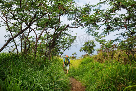 在夏威夷徒步旅行。徒步旅行者在绿色丛林的小径，夏威夷，美国