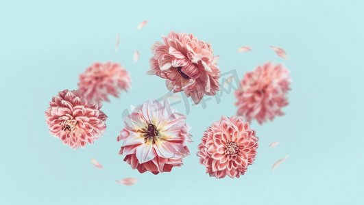 美丽的粉色粉色花瓣，淡蓝色背景，花卉布局创意，水平