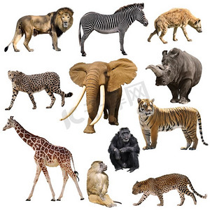家长会动物摄影照片_非洲动物设置孤立在白色背景
