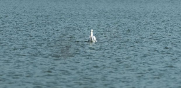 向量鸟摄影照片_水上湖白鸟