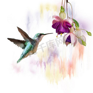 数字花卉摄影照片_蜂鸟和花朵的数字绘画。蜂鸟花水彩