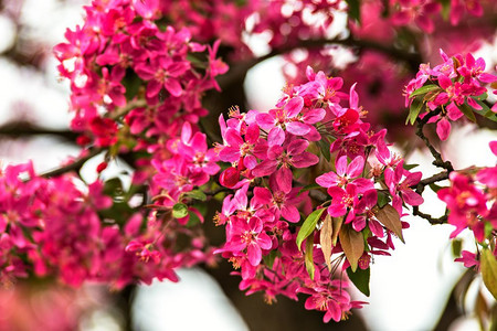 红色花卉摄影照片_开花树。红色的春花。春暖花开的特写照片。花树凌驾于大自然之上