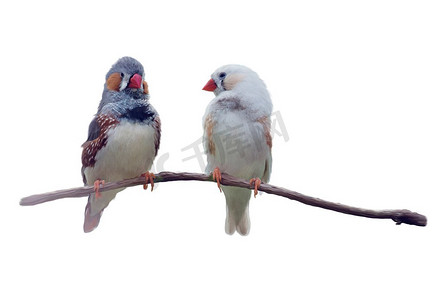 栗子耳雀或澳大利亚斑马雀水彩画，孤立在白色背景。一对栗子耳雀水彩