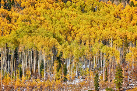 赛季摄影照片_落基山脉秋天的白杨林。USA. 