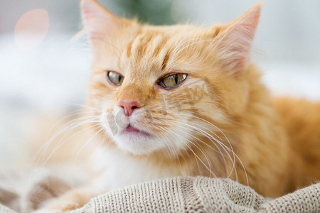 宠物和卫生概念-冬天，红色猫猫躺在家里的毯子上。冬天躺在家里毯子上的红猫猫