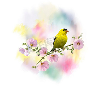 数字花卉摄影照片_数字绘画的美国金翅雀（Carduelis tristis），在花。黄鸟水彩画