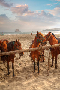 牛马摄影照片_秘鲁斗牛马品种。该品种受秘鲁政府保护。
