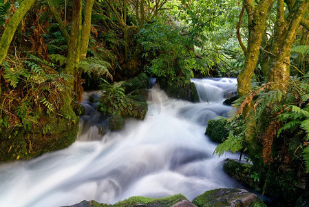 长时间暴露在郁郁葱葱的植物中的河流。新西兰南怀卡托Te Waihou步行道上的一条河流长时间曝光
