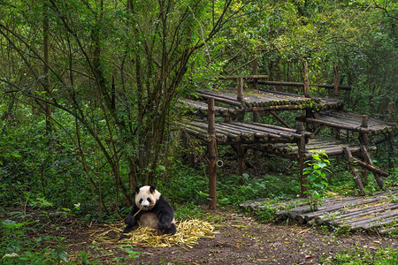 大熊猫坐在竹林里。大熊猫 