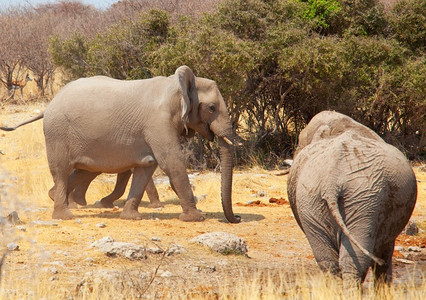 非洲大象，Loxodonta africana，在大草原，纳米比亚，非洲