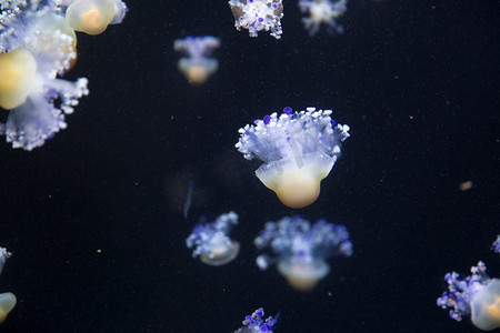 水中动物摄影照片_明亮的水母漂浮在黑暗的海水中