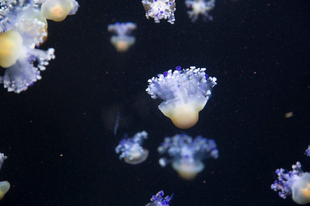 水中月亮摄影照片_明亮的水母漂浮在黑暗的海水中