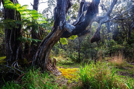 大树叶摄影照片_蕨类植物。夏威夷热带雨林中的巨型蕨树