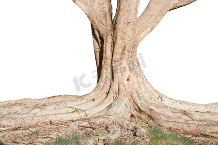 一棵大树的底部与强有力的根，孤立在白色背景。大树有根
