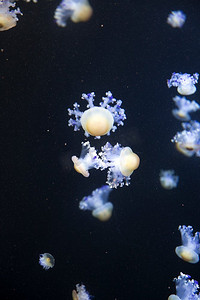 水中月亮摄影照片_明亮的水母漂浮在黑暗的海水中