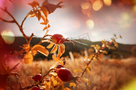 秋天树枝树枝摄影照片_在树枝上的玫瑰果浆果在山，自然秋天季节背景