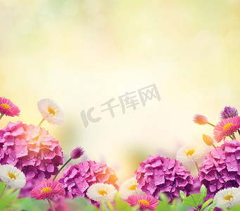 以绣球和雏菊为背景的花卉。美丽的花卉背景
