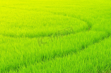 产生摄影照片_有光线的稻田