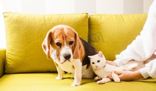 动物们摄影照片_狗坐在沙发上，猫躺在女孩的旁边。动物们躺在沙发上
