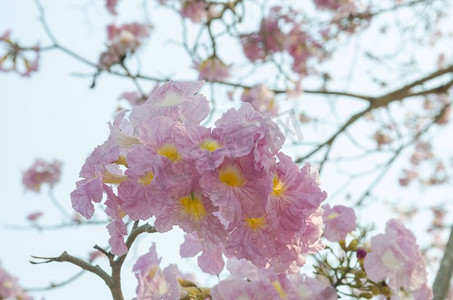 up红色摄影照片_花的抽象背景。close—up.