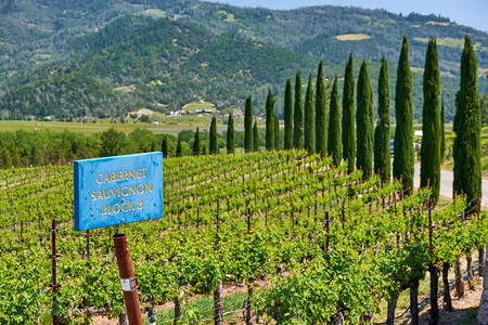 谷标志摄影照片_赤霞珠葡萄酒品种标志。美国加利福尼亚州葡萄园景观