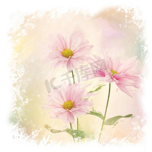 粉红色菊花的数字绘画。粉红色的菊花水彩