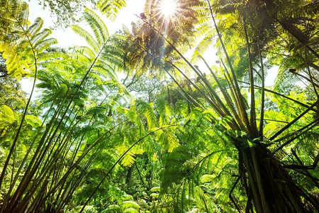 蕨类植物。夏威夷热带雨林中的巨型蕨树