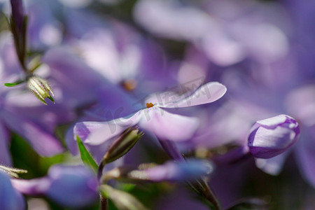 布洛芬连花清瘟摄影照片_花美丽的花朵特写镜头。适合花卉背景。