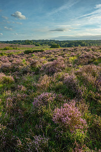 美丽新农村摄影照片_美丽的夏天日落风景图像布拉特利视图在新森林国家公园英格兰 