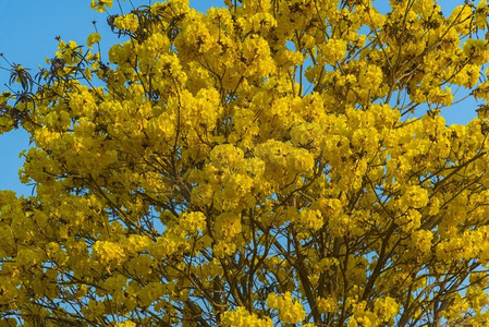 黄色的花开在春天时间在天空背景。