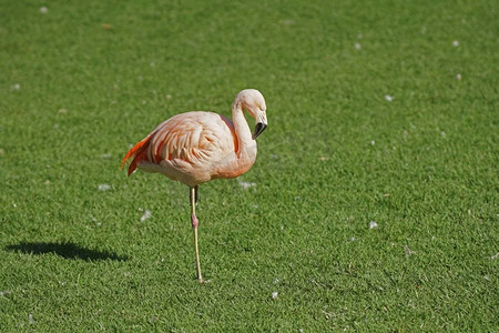 粉红色的火烈鸟走在绿色的草地在公园