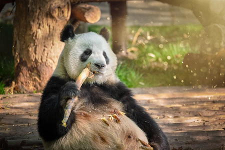 熊猫吃竹子摄影照片_中国旅游的标志和吸引力—大熊猫吃竹子。中国四川成都。中国大熊猫