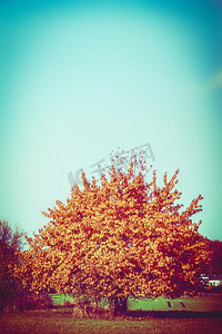 美丽的风景，华丽的树木，红色的秋叶在天空和乡村的背景下