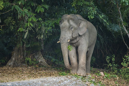 国家公园摄影照片_泰国考艾国家公园的野生大象