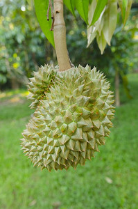 榴莲树摄影照片_新鲜的榴莲在其树在果园，泰国