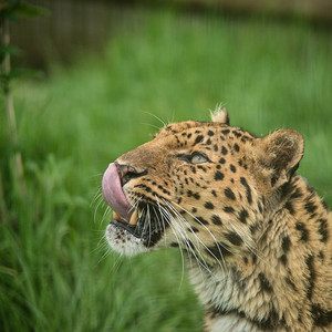 令人惊叹的近摄肖像美洲虎黑豹onca在丰富多彩的充满活力的风景