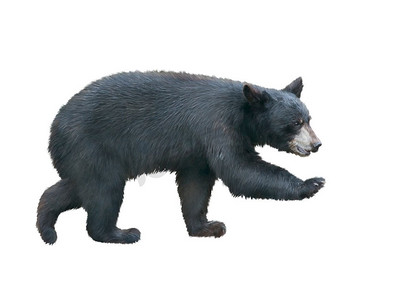 年轻的美国黑熊走，隔绝在白色背景
