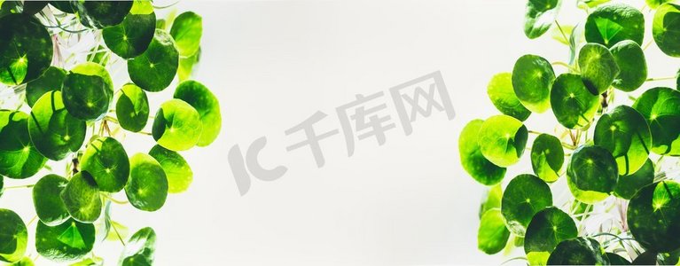 浅色背景上印有中国金钱树(传教士植物)绿色圆形圆叶的模板或横幅。热带新潮植物