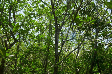 泰国绿色肥沃的红树林照片。