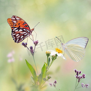 海湾贝母和大南方白蝴蝶在草地 