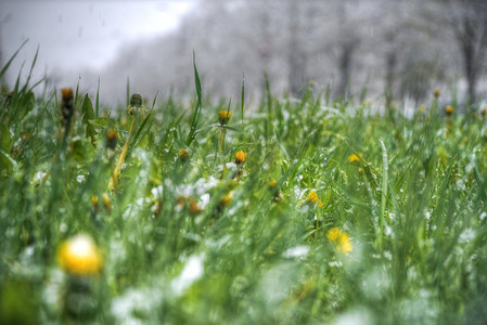 天气下雪摄影照片_夏天会下雪。反常的天气。气候的变化。夏天会下雪