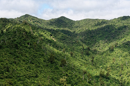 Pirongia山，怀卡托，新西兰。新西兰Pirongia山的风景从山顶附近