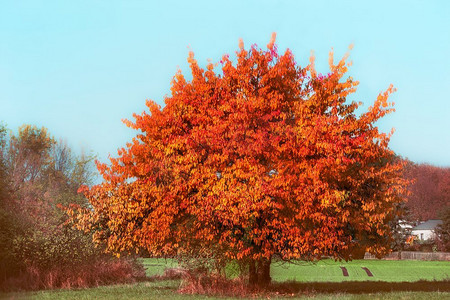 美丽华丽的树，在天空和乡村的背景下有红色的秋叶