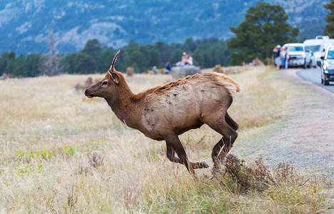 美国科罗拉多州秋天森林中的山公牛麋鹿