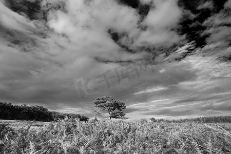 美丽的夏天日落风景图像Bratley视图在新森林国家公园英格兰黑色和白色图像