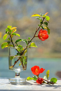 日本观赏木瓜-木瓜在小花瓶。木瓜（Chaenomeles japonica）